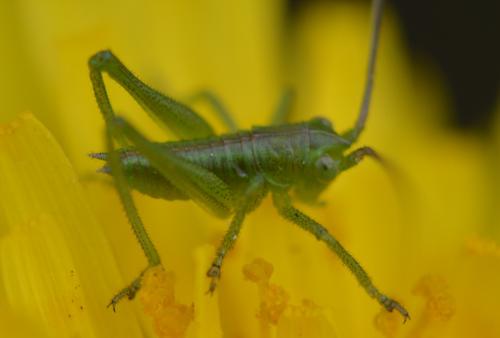 Réf. 305 237 : Tettigonia sp.